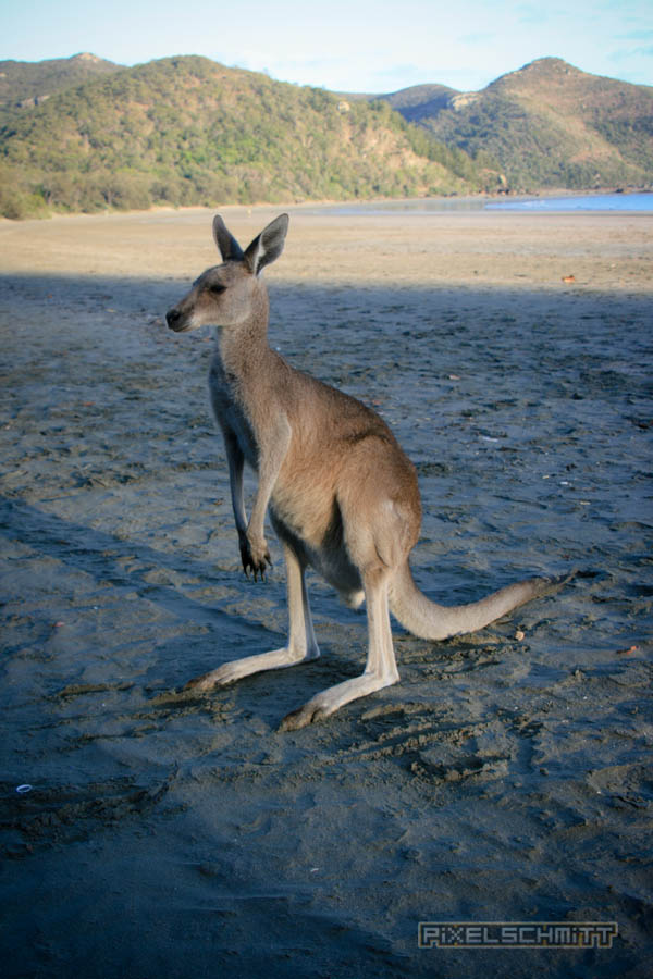 kaenguru-fotos-australien-0445