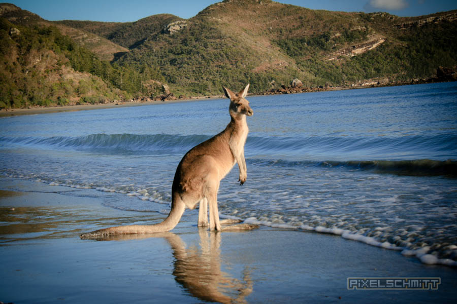 kaenguru-fotos-australien-0478