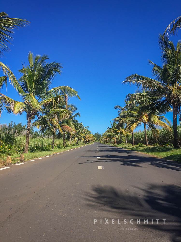 Palmen auf Mauritius