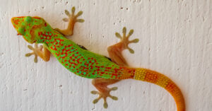 Geckos in Thailand